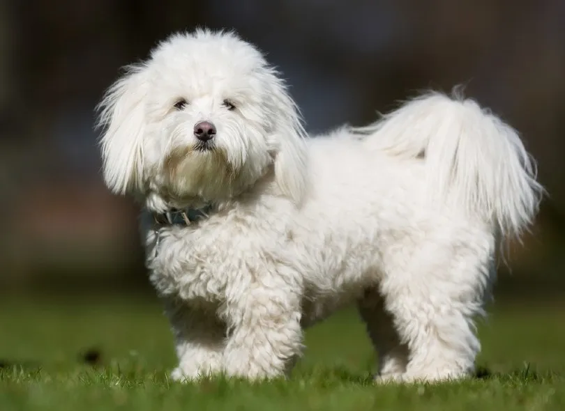coton de tulear on grass
