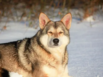 Saarloos Wolfdog Dog Breed: Info, Pictures, Care & Traits