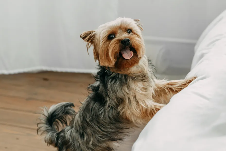 mischievous little Yorkshire terrier dog jumps onto the bed with his tongue out and looks at the camera