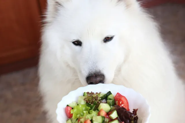 Vitamin K for Dogs: 5 Vet-Approved Food Sources