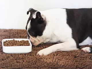 8 Best Dog Foods for Boston Terriers in 2026 - Reviews & Top Picks