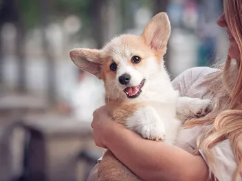 Why is My Corgi So Small? 5 Likely Reasons