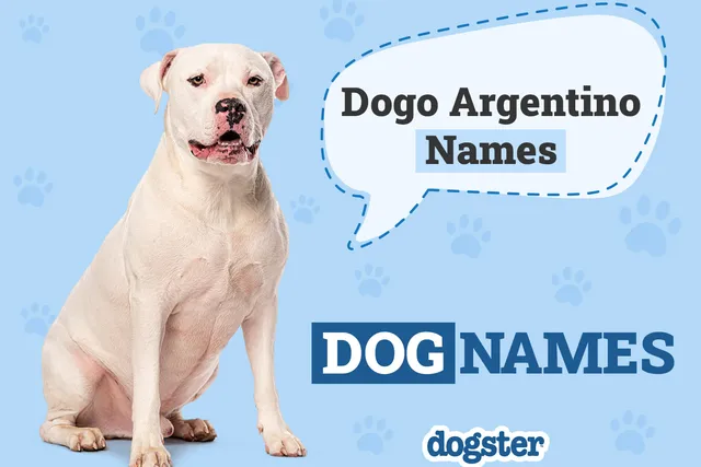 100+ Popular & Unique Dogo Argentino Names