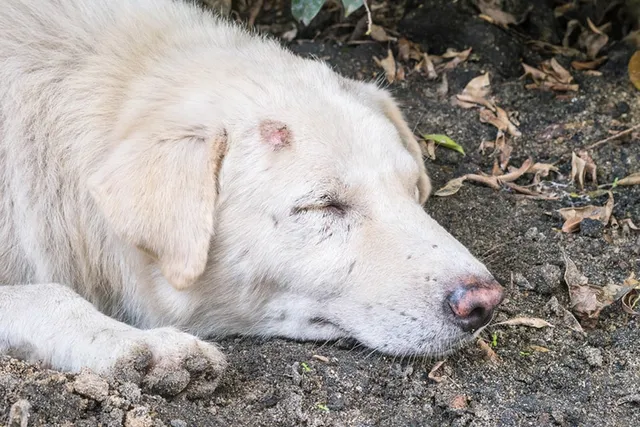 How to Treat Spider Bites on Dogs: 11 Remedies (Vet Answer)