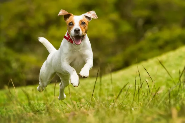 15 Most Energetic Dog Breeds: With Vet-Verified Info & Pictures