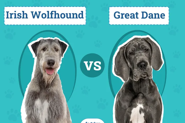 Irish Wolfhound vs Great Dane: Key Differences (With Pictures)