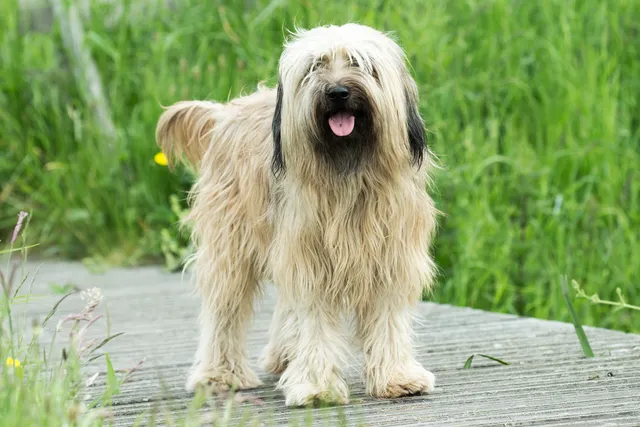 Catalan Sheepdog Dog Breed: Info, Pictures, Facts & Traits