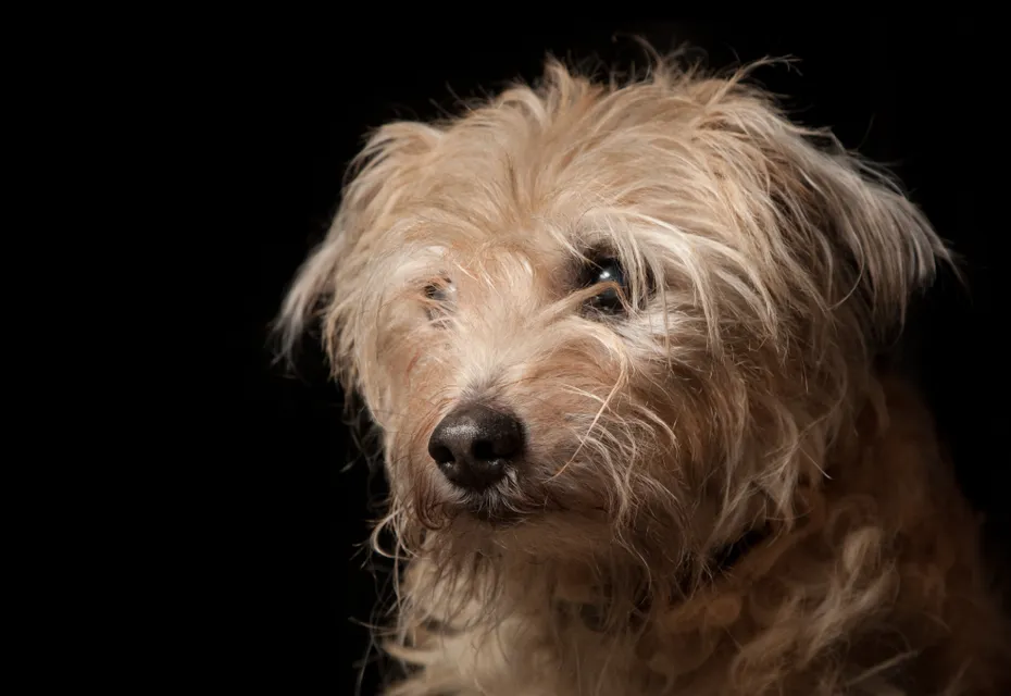 Dutch Smoushond dog face close up