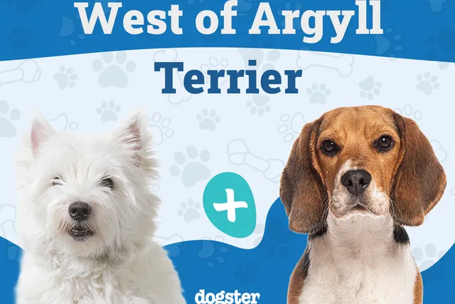 West of Argyll Terrier (Westie & Beagle Mix): Info, Pictures, Care & More