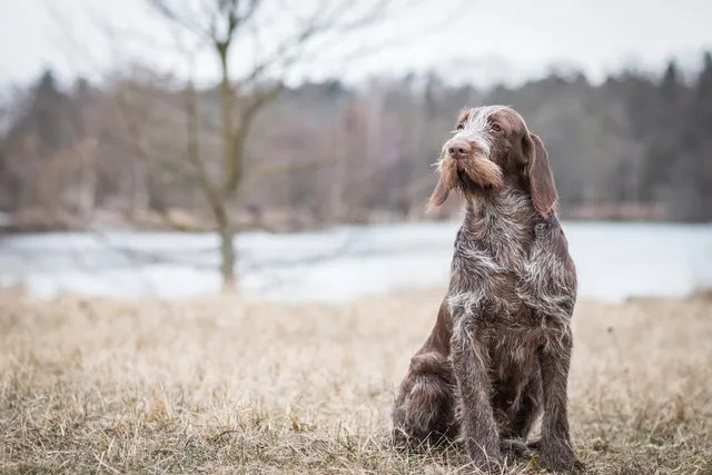 Spinone Italiano Dog Breed: Info, Pictures, Facts, & Traits