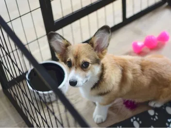 How to Spot a Puppy Scam Online (10 Signs to Look For)