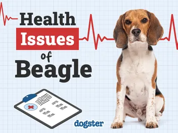 Beagle Health Issues: 7 Vet-Verified Common Diseases to Look Out For