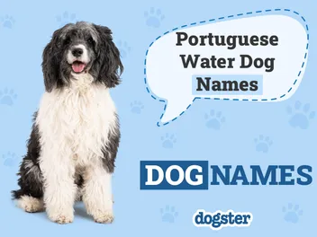 150+ Portuguese Water Dog Names: Popular & Unique Ideas
