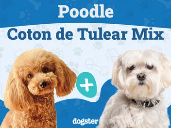 Poo-ton (Poodle & Coton de Tulear Mix) Dog Breed: Info, Pictures & Care
