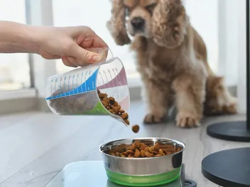 How to Measure Dog Food Portions Based on Breed Size & Weight