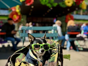We Didn’t Just Add a Dog to Our Life - We Built a Life With Him