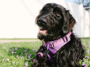 Black Goldendoodle: Info, Pictures, Origin & History