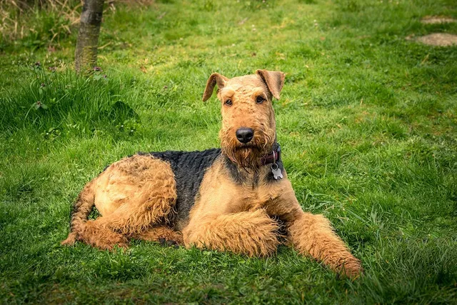 Do Airedale Terriers Shed? Vet-Approved Facts & Care Tips