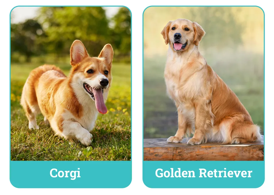 Corgi vs Golden Retriever