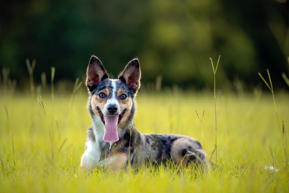 Koolie Australian working herding dog