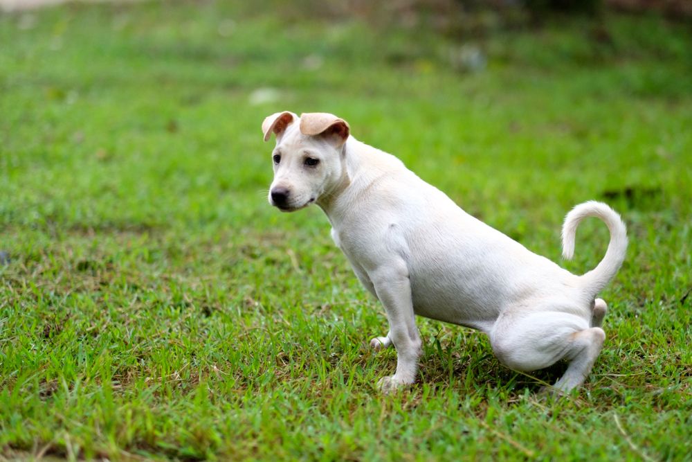 puppy peeing or pooping outside on grass