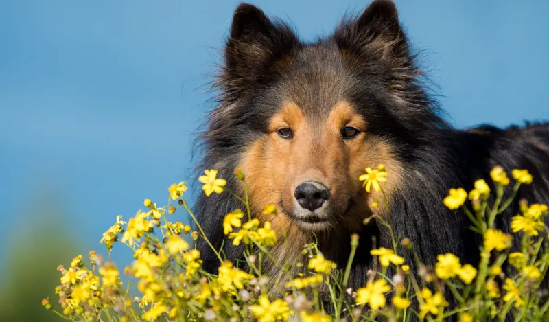 black and tan sheltie in a field of flowers