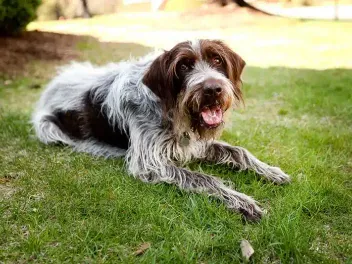 Wirehaired Pointing Griffon: Dog Breed Info, Pictures, Traits & Care