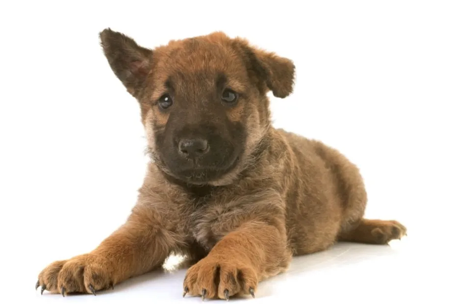 belgian shepherd laekenois puppy