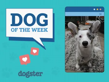Dogster Photo Contest: Dogs of the Week Winners (October 23, 2025)