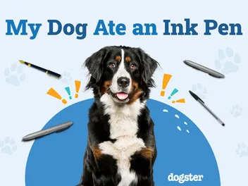 My Dog Ate an Ink Pen! Here's What to Do (Vet Answer)