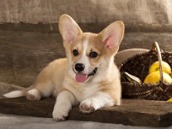 At What Age Do Dogs Reach Sexual Maturity? What Science Says!