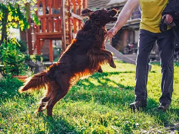 How Far Away Can Dogs Smell Their Owners? Sense of Smell Explained