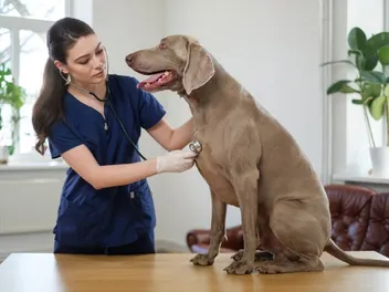 How Fast Is a Normal Heart Rate for Dogs? (Vet Answer)