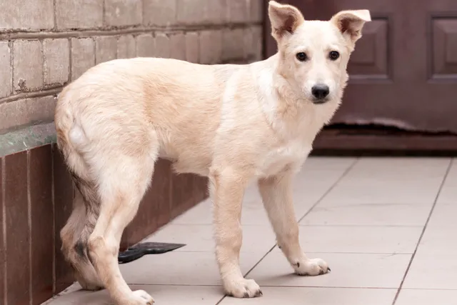 Why Is My Dog's Tail Down? 4 Vet-Reviewed Reasons