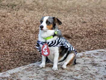 Auggie Dog Breed: Info, Pictures, Care Guide & More