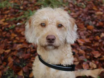 Miniature Labradoodle (Lab & Mini Poodle Mix): Info, Pictures, Care & More