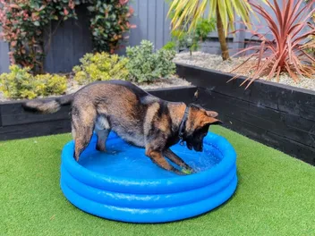 Hot Tips For Staying Cool With Kodah & Friends