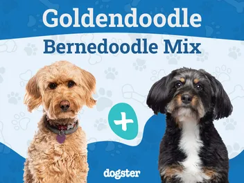 Golden Mountain Doodle Dog Breed: Info, Pictures, Care & Facts