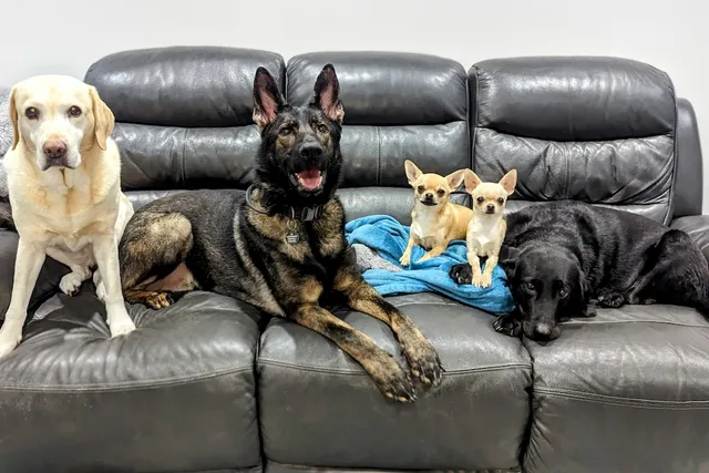 The Great Debate Part Two: Why Dogs Are Better Than Cats