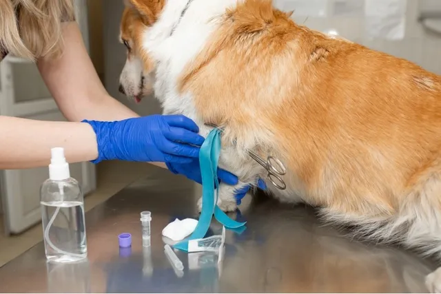 Can a Vaccinated Dog Get Rabies? Our Vet Explains the Facts