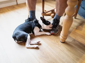 Why Your Dog Is Chewing Everything & How to Stop It (Vet-Reviewed)