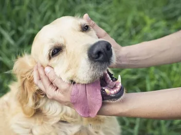 Why Does My Golden Retriever Lick Me So Much? 4 Common Reasons