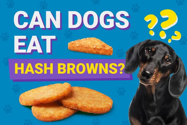 Can Dogs Eat Hash Browns? Vet-Verified Facts, Risks & Diet Tips