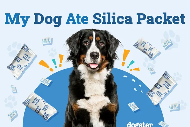 My Dog Ate a Silica Packet: What to Do (Vet Answer)