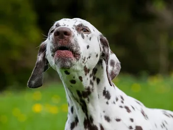 Deafness in Dalmatians: Why So Many Are Deaf (Vet Answer)
