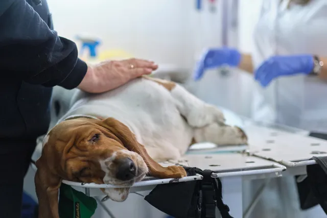 Diarrhea & Vomiting in Dogs: Our Vet Explains the Signs, Causes & Treatment