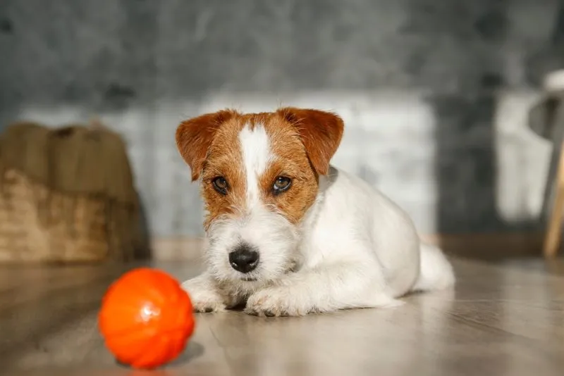 jack russell terrier puppy lying on the floor with ball at the front