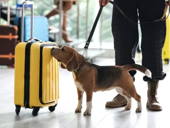 13 Most Popular Scenthound Breeds: With Pictures & Facts