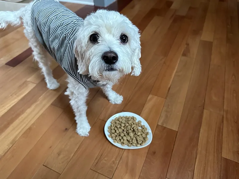 dog standing next to the honest kitchen dog food