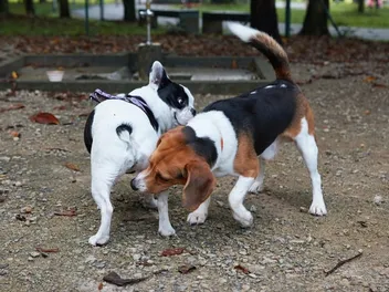Why Do Dogs Smell Each Other's Butts? Vet Reviewed Behavior Guide